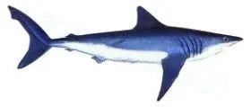 Mako Shark